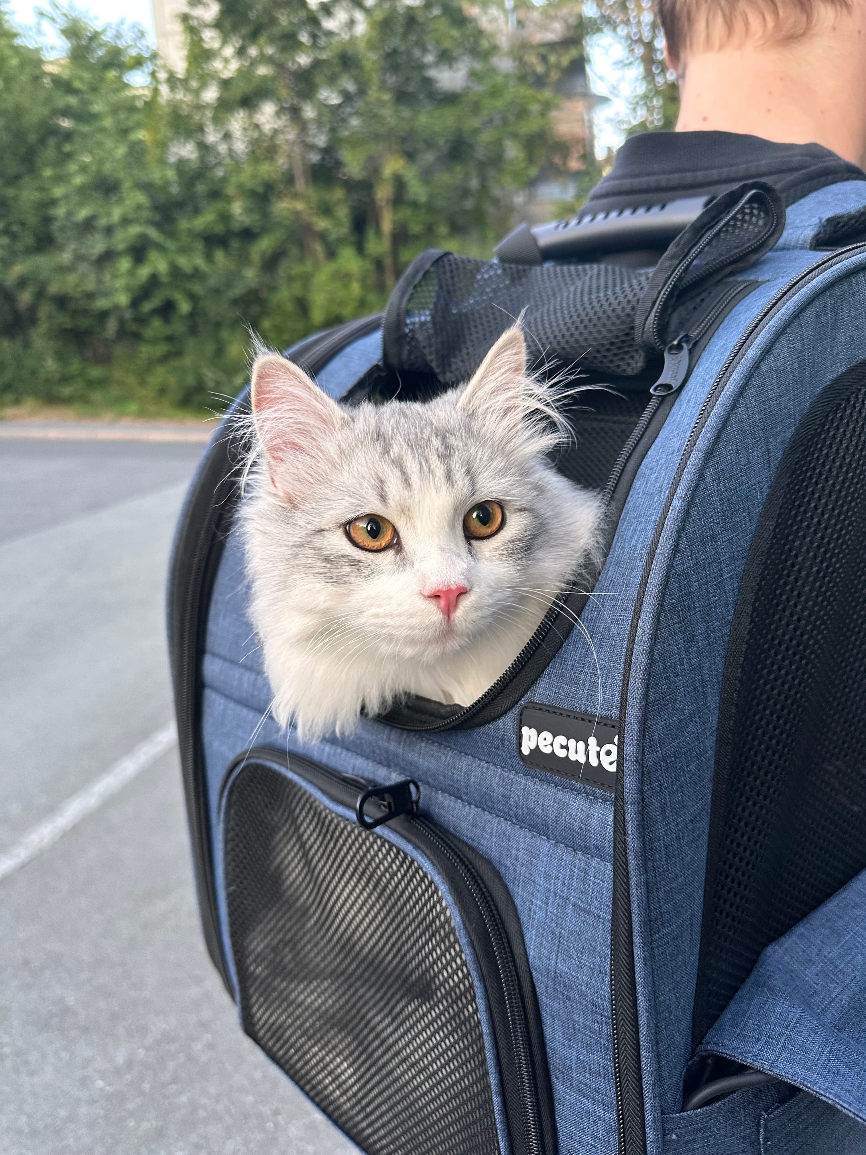 On a stroll in his backpack